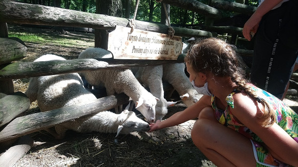 dzieci karmią owieczki