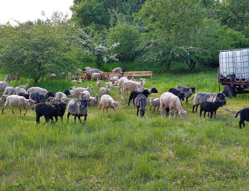 Pracowite owieczki  na Sadowej Górze